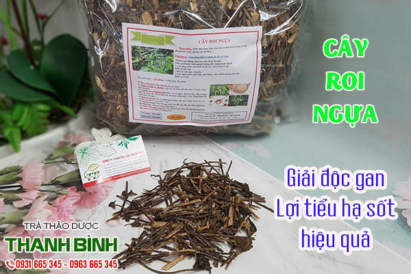 cây roi ngựa thảo dược thanh bình