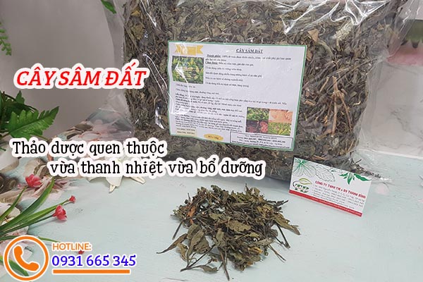 cây sâm đất thảo dược thanh bình