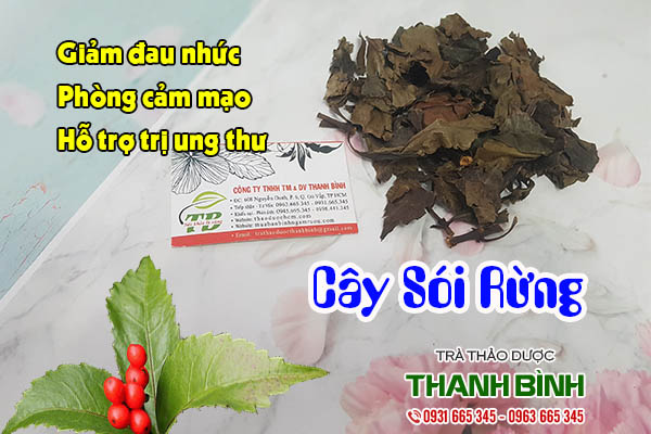 cây sói rừng thảo dược thanh bình