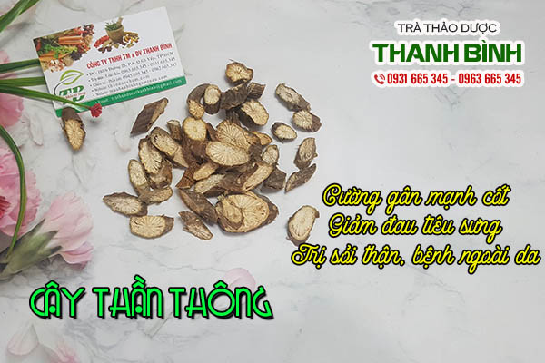 cây thần thông thảo dược thanh bình