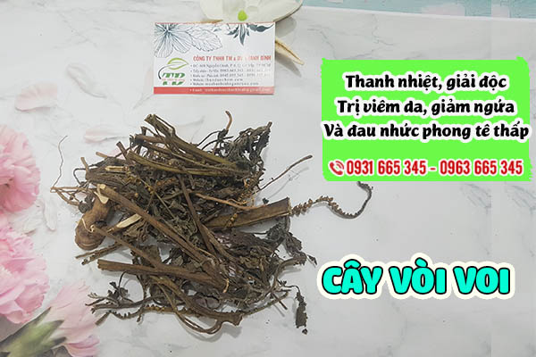 cây vòi voi thảo dược thanh bình