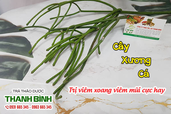 cây xương cá thảo dược thanh bình