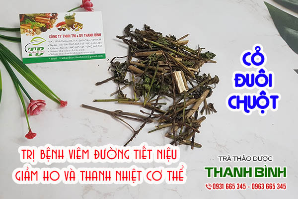 cỏ đuôi chuột thảo dược thanh bình