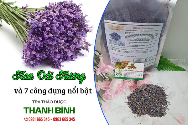 hoa oải hương thảo dược thanh bình