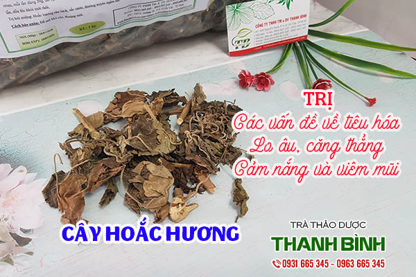 cây hoắc hương thảo dược thanh bình