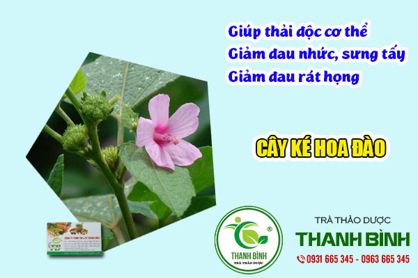 cây ké hoa đào thảo dược thanh bình