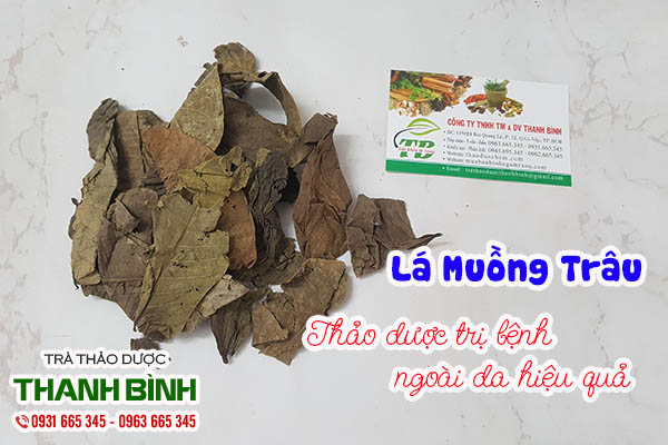 lá muồng trâu thảo dược thanh bình