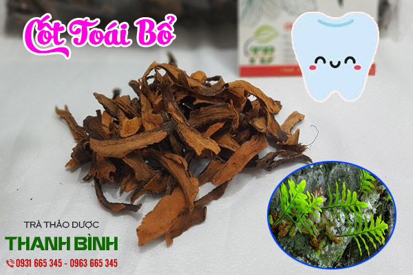 cốt toái bổ tại thảo dược Thanh Bình