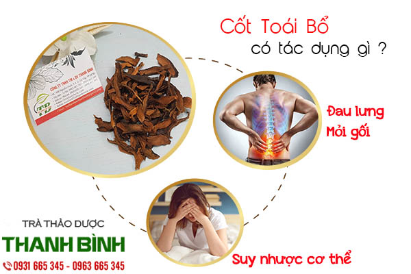 cốt toái bổ thảo dược thanh bình