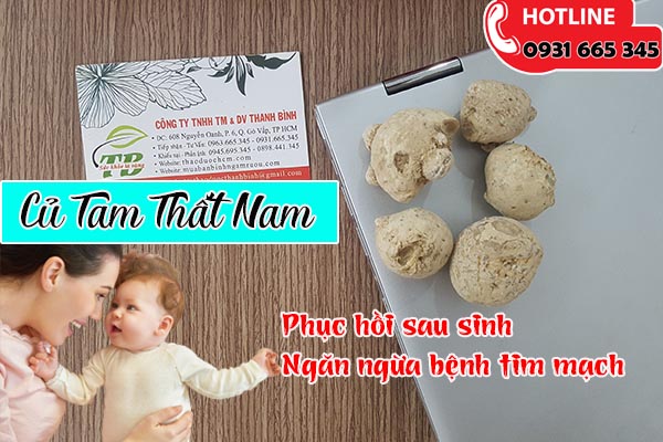 củ tam thất nam thảo dược thanh bình