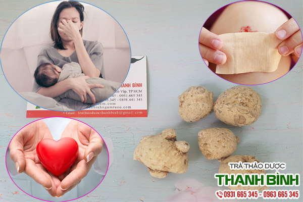 củ tam thất nam tại thảo dược Thanh Bình