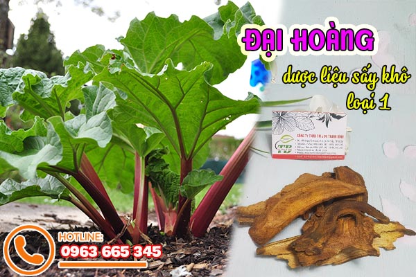 đại hoàng thảo dược thanh bình