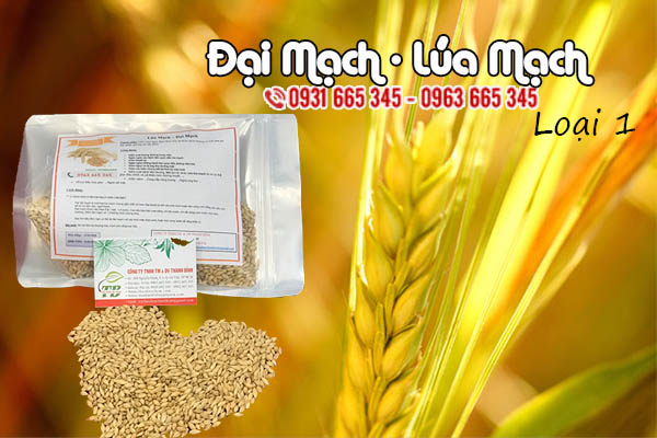 đại mạch thảo dược thanh bình