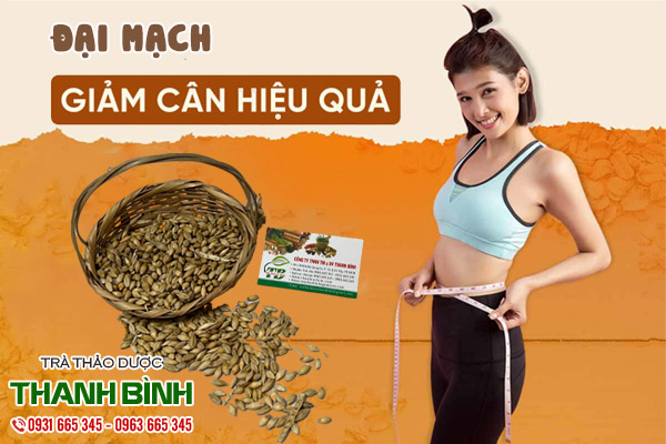 đại mạch thảo dược thanh bình