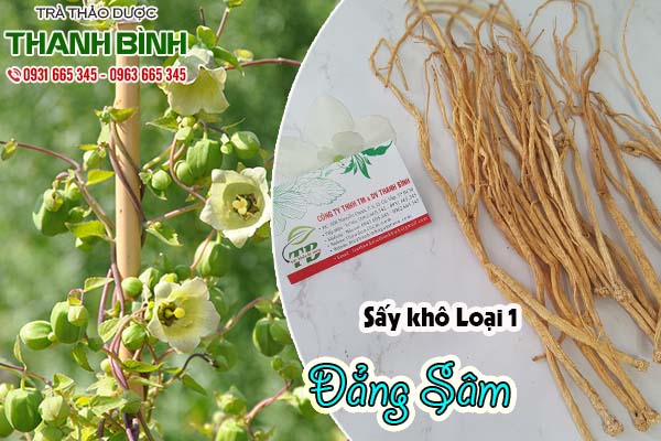 đẳng sâm thảo dược thanh bình