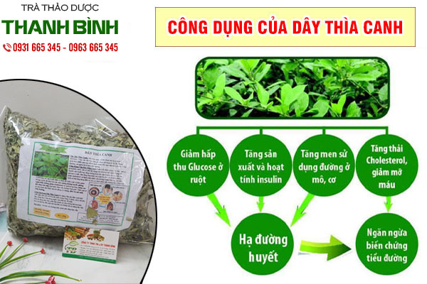 dây thìa canh thảo dược thanh bình