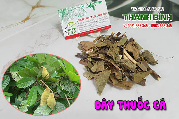 dây thuốc cá thảo dược thanh bình