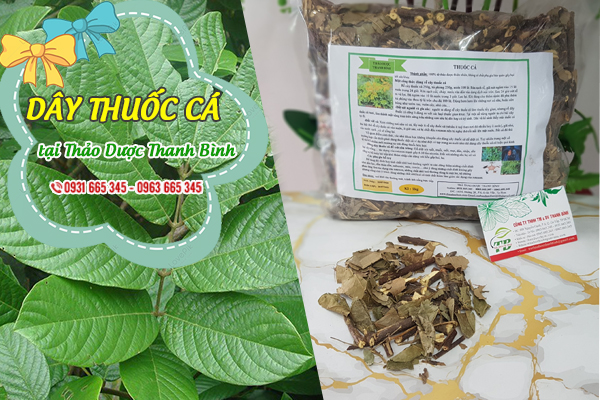 Dây thuốc cá Thảo Dược Thanh Bình