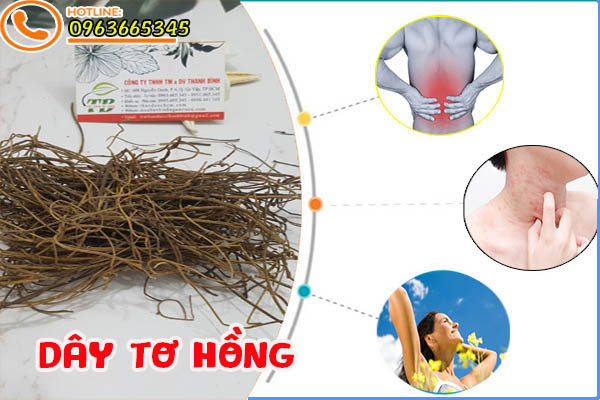 dây tơ hồng thảo dược thanh bình