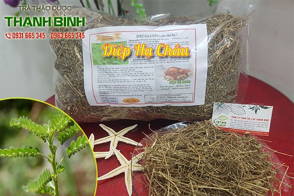 diệp hạ châu thảo dược thanh binh