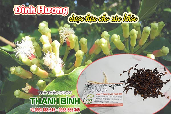 đinh hương thảo dược thanh bình