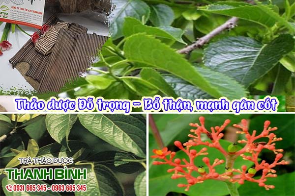 đỗ trọng thảo dược thanh bình