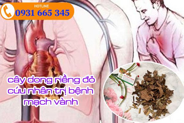 cây dong riềng đỏ