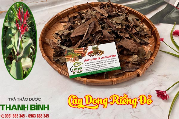 cây dong riềng đỏ