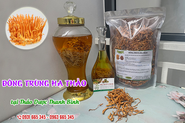 Đông trùng hạ thảo Thảo Dược Thanh Bình