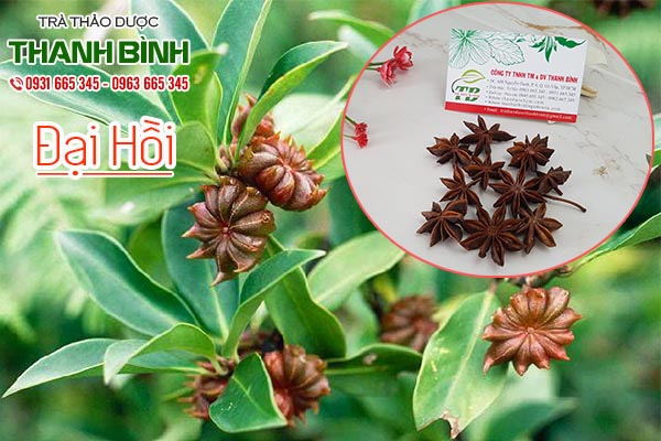 đại hồi thảo dược thanh bình