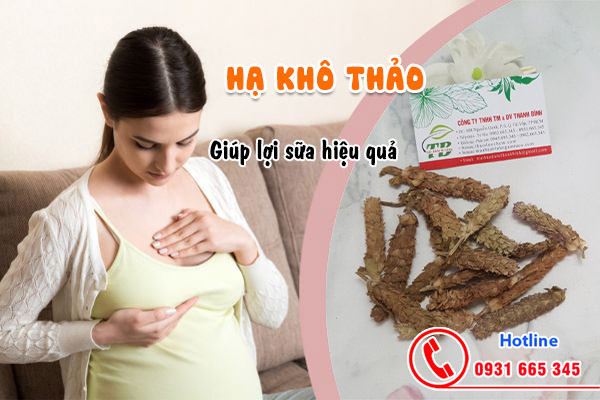 hạ khô thảo tại thảo dược Thanh Bình