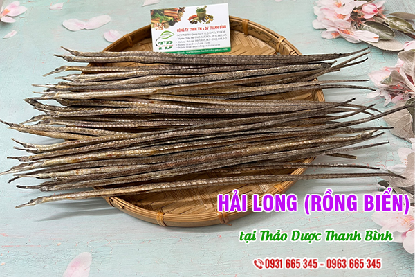 Hải long (rồng biển) Thảo Dược Thanh Bình