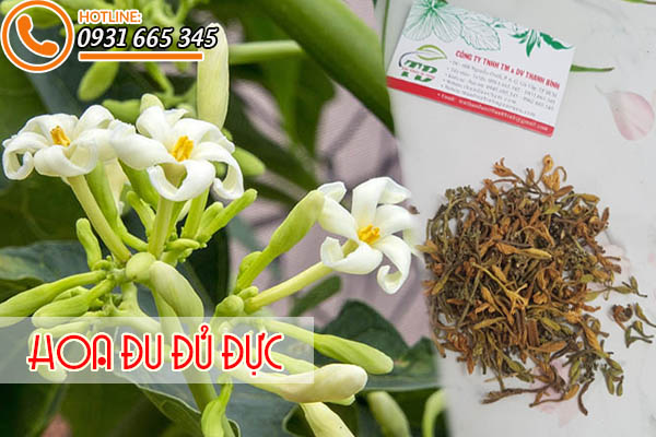 hoa đu đủ đực thảo dược thanh bình