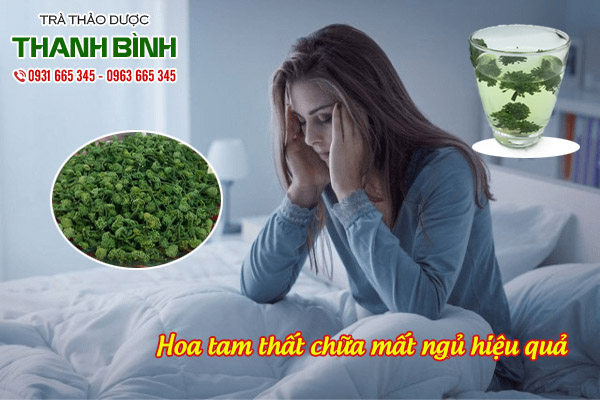 hoa tam thất thảo dược Thanh Bình