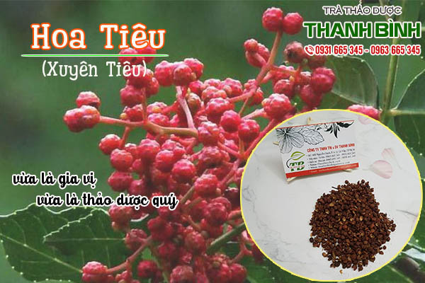 hoa tiêu xuyên tiêu thảo dược thanh bình