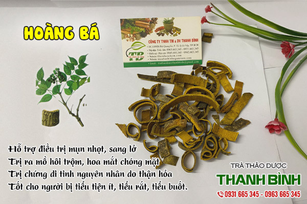 hoàng bá tại thảo dược thanh bình