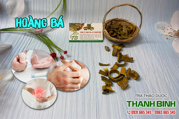 hoàng bá tại thảo dược thanh bình