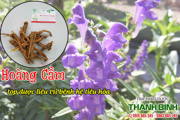 hoàng cầm thảo dược thanh bình