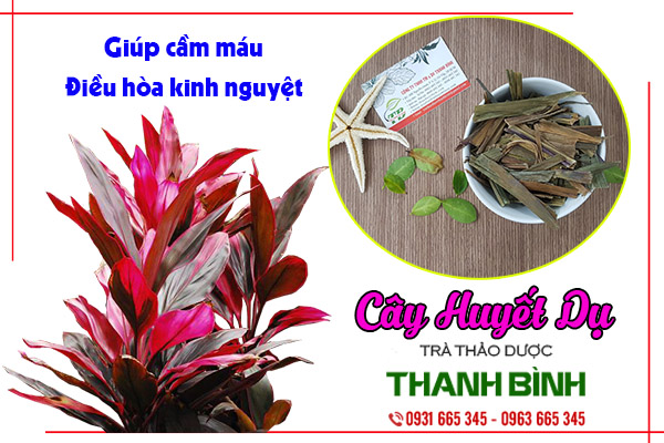 huyết dụ thảo dược thanh bình