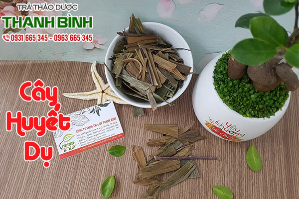 huyết dụ thảo dược thanh bình