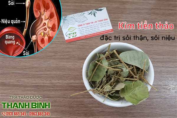 kim tiền thảo thảo dược thanh bình