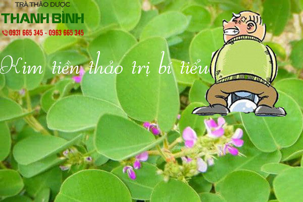 kim tiền thảo tại thảo dược thanh bình