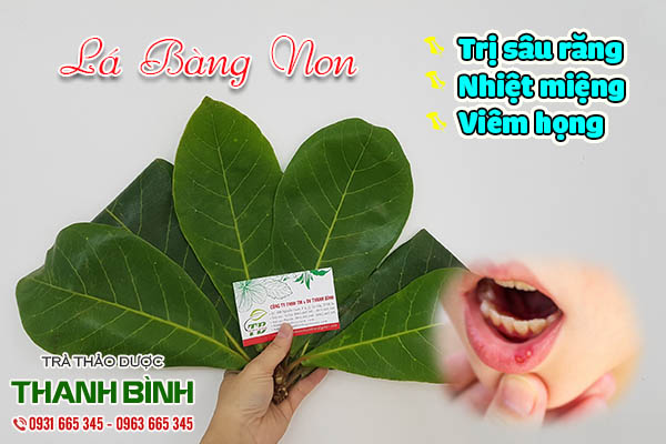 lá bàng non thảo dược thanh bình