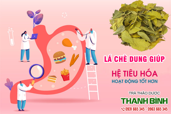 cây chè dung thảo dược thanh bình