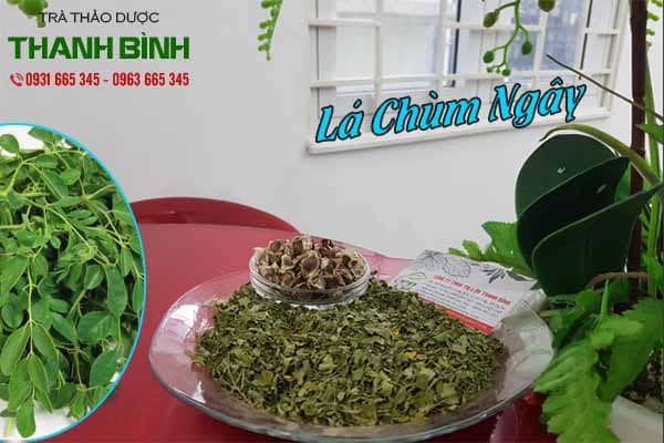 lá chùm ngây thảo dược thanh bình