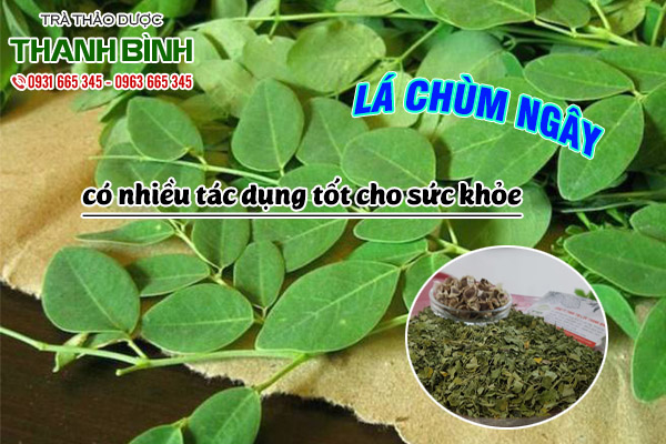 lá chùm ngây thảo dược thanh bình