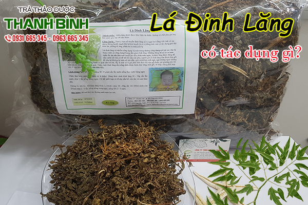 lá đinh lăng thanh bình