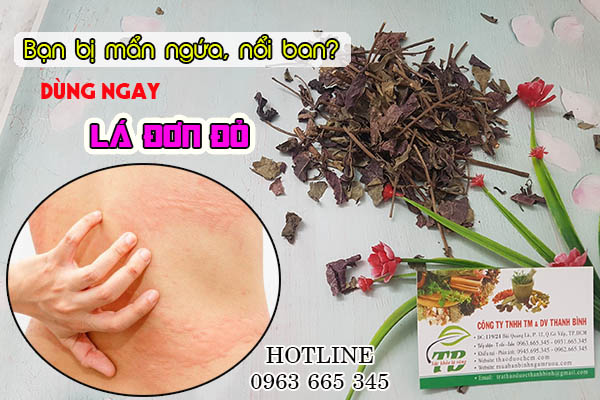 lá đơn đỏ thảo dược thanh bình