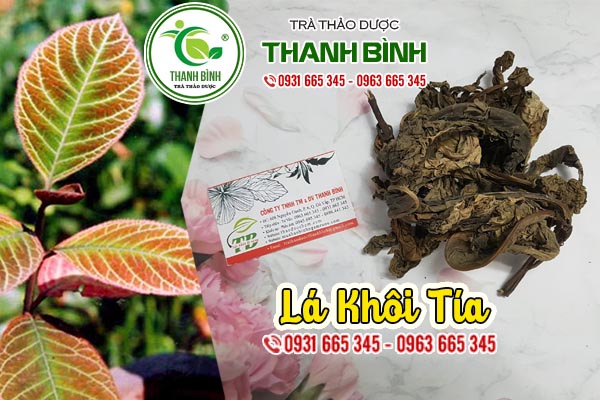 lá khôi tía thảo dược thanh bình