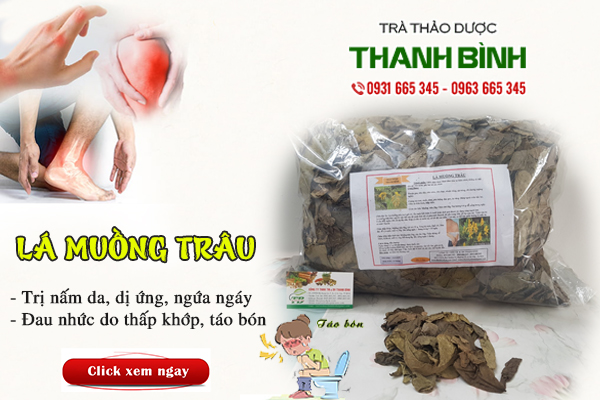 Lá muồng trâu Thảo Dược Thanh Bình